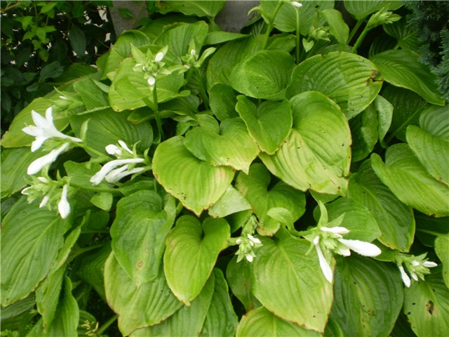 hosta